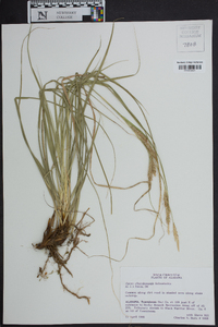 Carex cherokeensis image