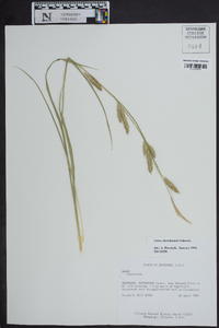 Carex cherokeensis image