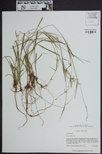 Carex collinsii image