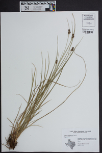 Carex complanata image