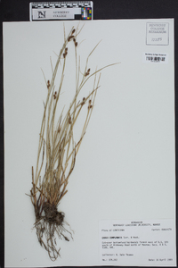 Carex complanata image