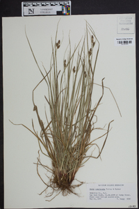 Carex complanata image