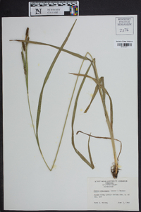 Carex complanata image