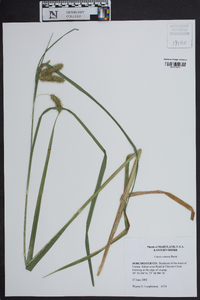 Carex comosa image