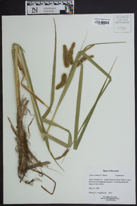 Carex comosa image