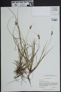 Carex complanata image