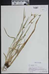 Carex crebriflora image