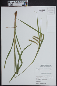 Carex crinita var. brevicrinis image