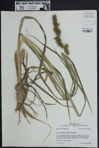 Carex crus-corvi image