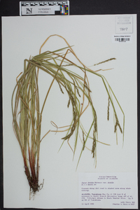 Carex debilis var. debilis image