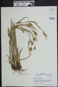 Carex flaccosperma image