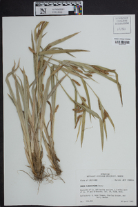 Carex flaccosperma image