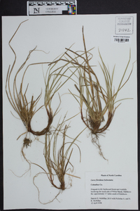 Carex floridana image