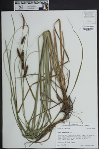 Carex glaucescens image