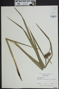 Carex grayi image