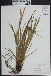 Carex grayi image