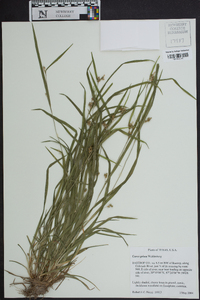 Carex grisea image