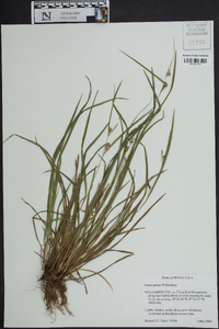 Carex grisea image