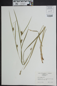 Carex grisea image