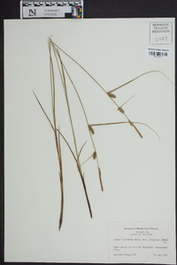 Carex lasiocarpa image