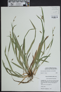 Carex laxiculmis image