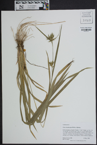 Carex lonchocarpa image