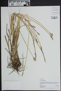 Carex longii image