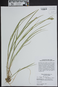 Carex longii image