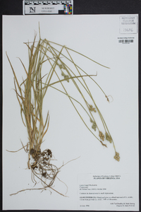 Carex longii image