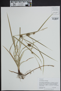 Carex louisianica image