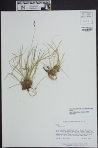 Carex lucorum image