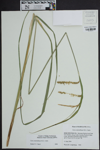 Carex mitchelliana image