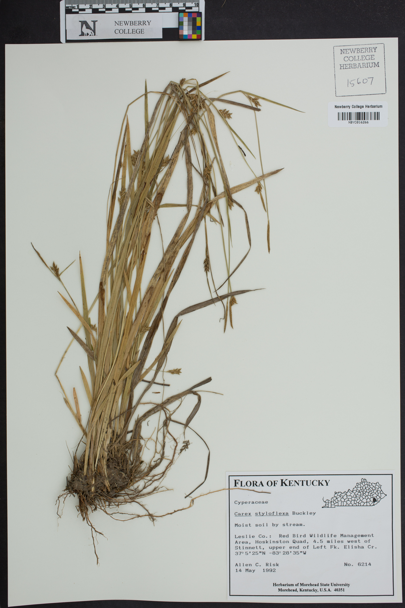 Carex styloflexa image