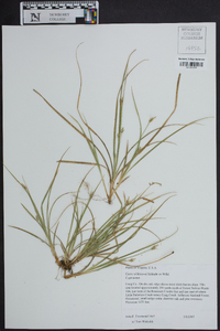 Carex willdenowii image