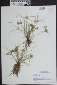 Cyperus compressus image