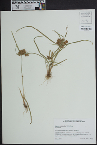 Cyperus erythrorhizos image