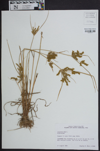 Cyperus iria image