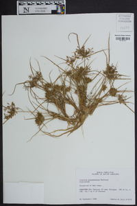 Cyperus polystachyos image