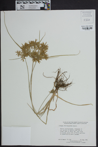 Cyperus polystachyos image