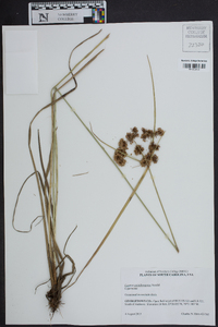 Cyperus pseudovegetus image