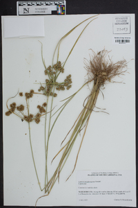 Cyperus pseudovegetus image