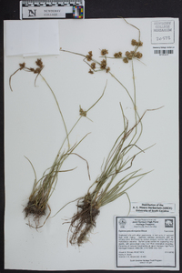 Cyperus pseudovegetus image