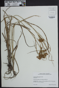 Cyperus pseudovegetus image