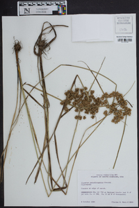 Cyperus pseudovegetus image