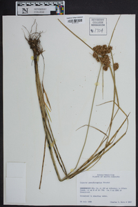 Cyperus pseudovegetus image