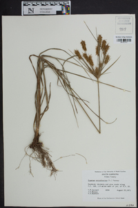 Cyperus retrofractus image