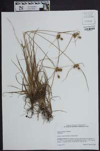 Cyperus retrorsus image