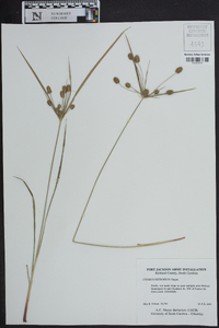 Cyperus retrorsus image