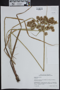 Cyperus virens image