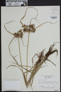 Cyperus virens image